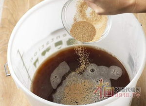 啤酒酵母 被低估的營(yíng)養(yǎng)寶庫(kù)，不止于緩解口腔潰瘍